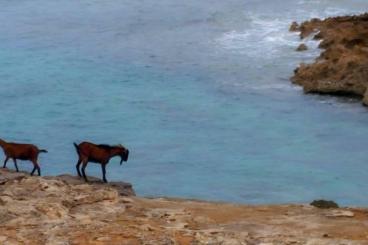 Es Fasser Alcúdia Exteriér fotografie